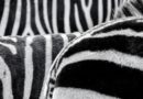 Naprawa drukarek etykiet przez serwis Zebra